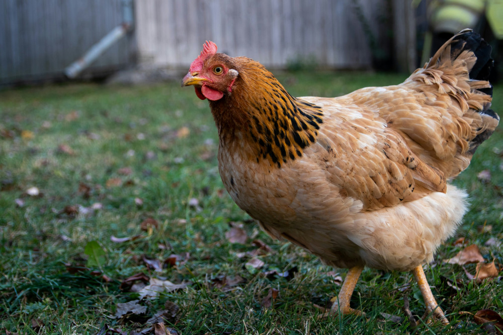 A deadly H5N1 bird flu outbreak at a farm near Ashcott has led to a major lockdown. (Unsplash) 