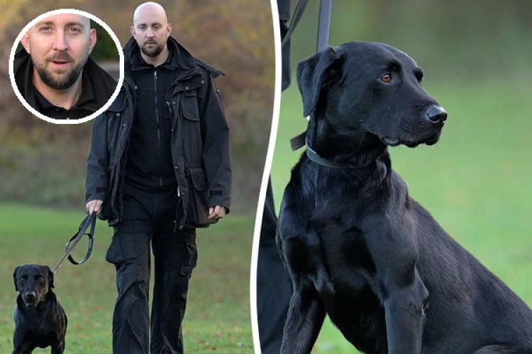 Eric, aged three-and-a-half, is Britain's top police dog (image via SWNS)