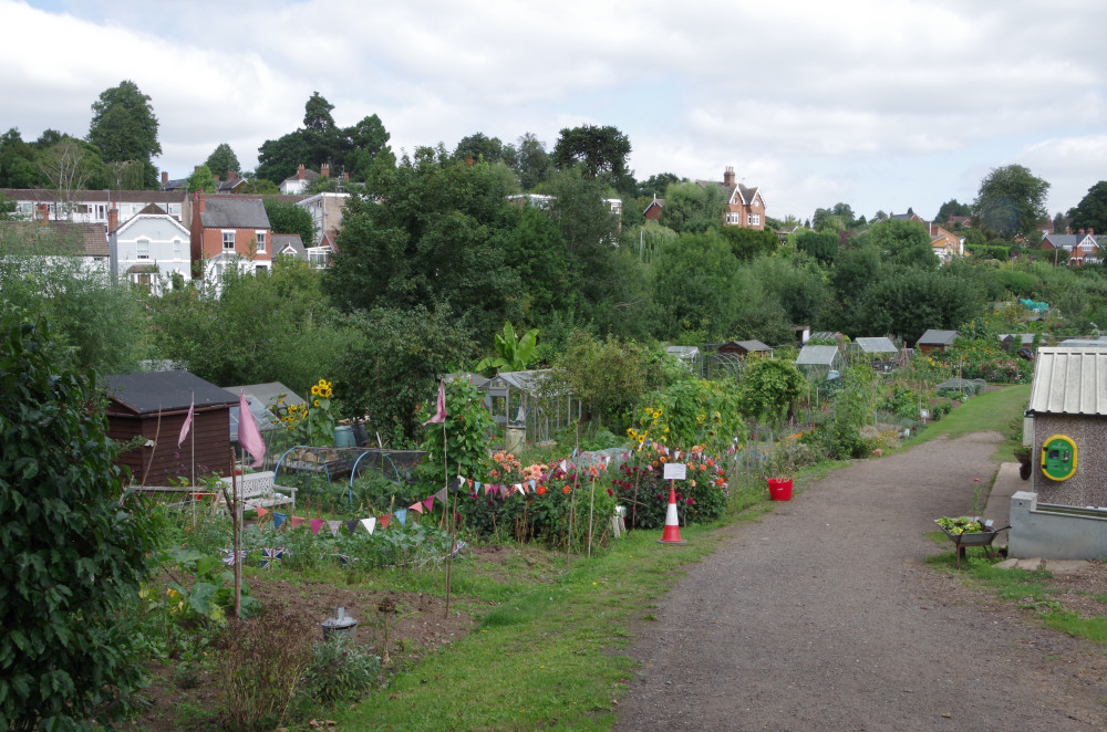 Some of Kenilworth's existing allotments at Manor Road (image by Richard Smith)