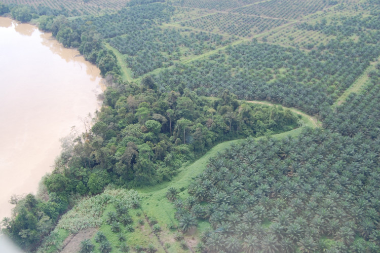 Borneo is a country that has been radically reshaped by the palm oil industry (Image via: Chester Zoo)