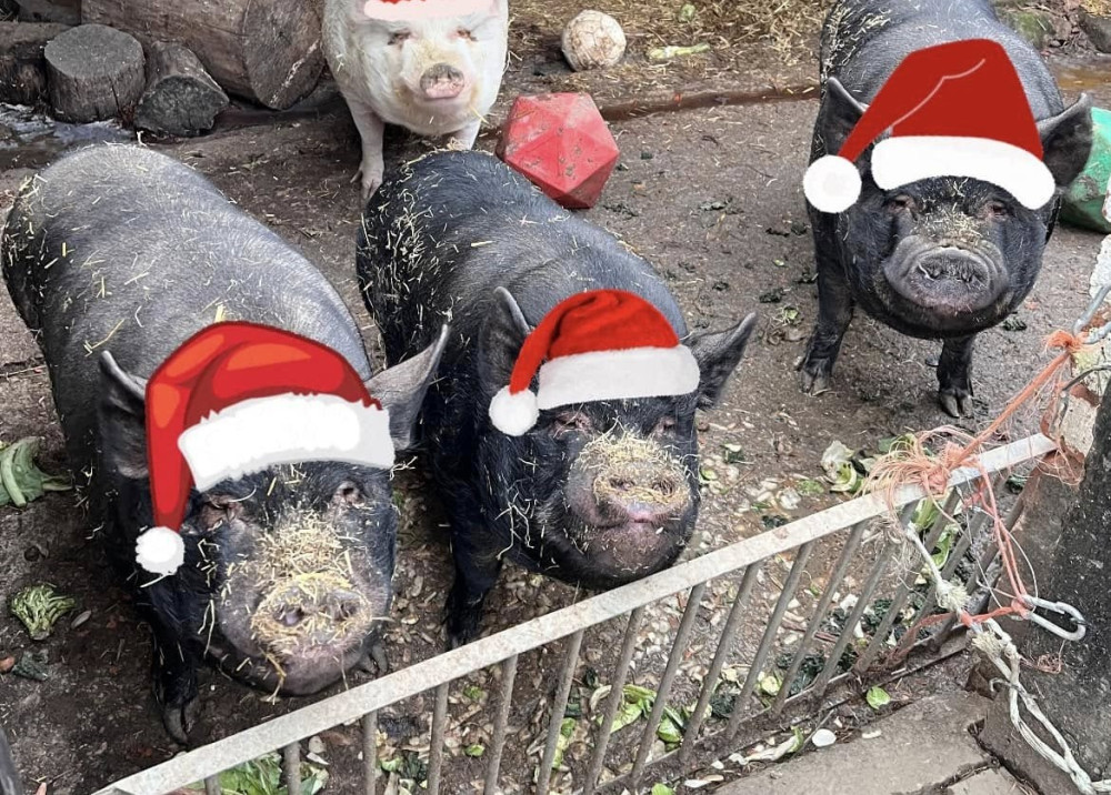 Christmas has arrived at Rutland Farm Park with lots of festive family fun throughout December (Photo: Rutland Farm Park)