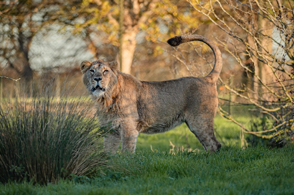 Two of the world's rarest lions have arrived at Chester Zoo (Image via: Chester Zoo)
