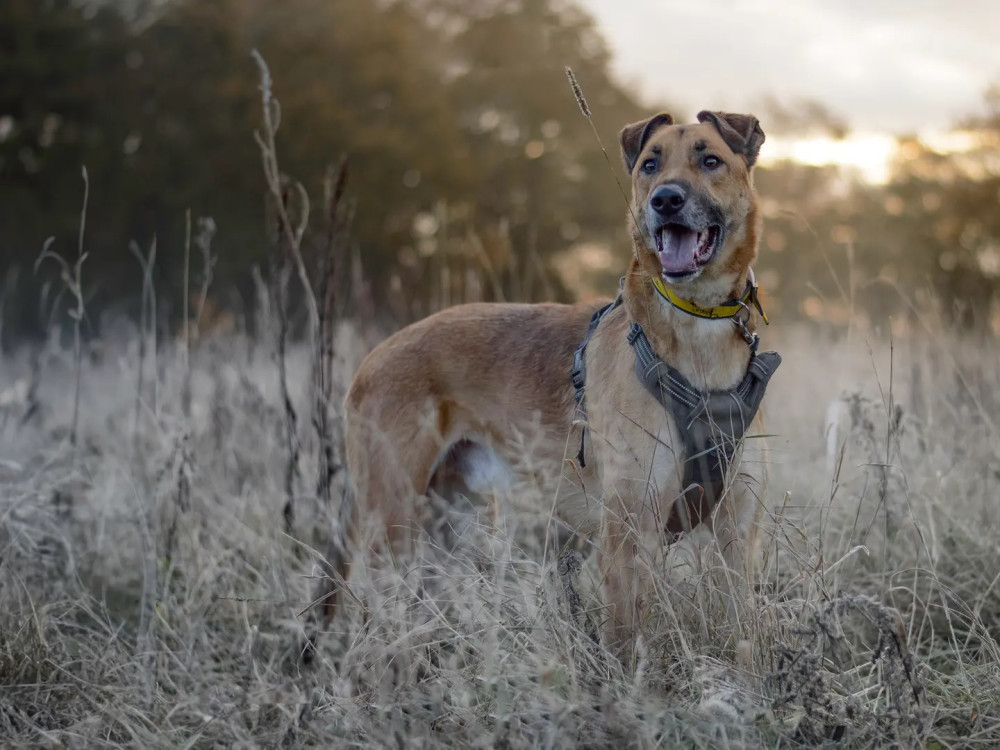 Moose spent more than three years with Dogs Trust Kenilworth before finding his forever home (image by Dogs Trust)