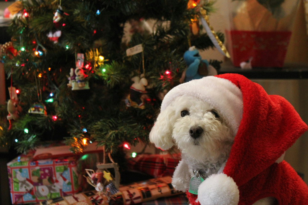 From a festive dog walk and meeting Santa Paws to restorative yoga, here are some unique ways to celebrate Christmas (Photo: Noelle)