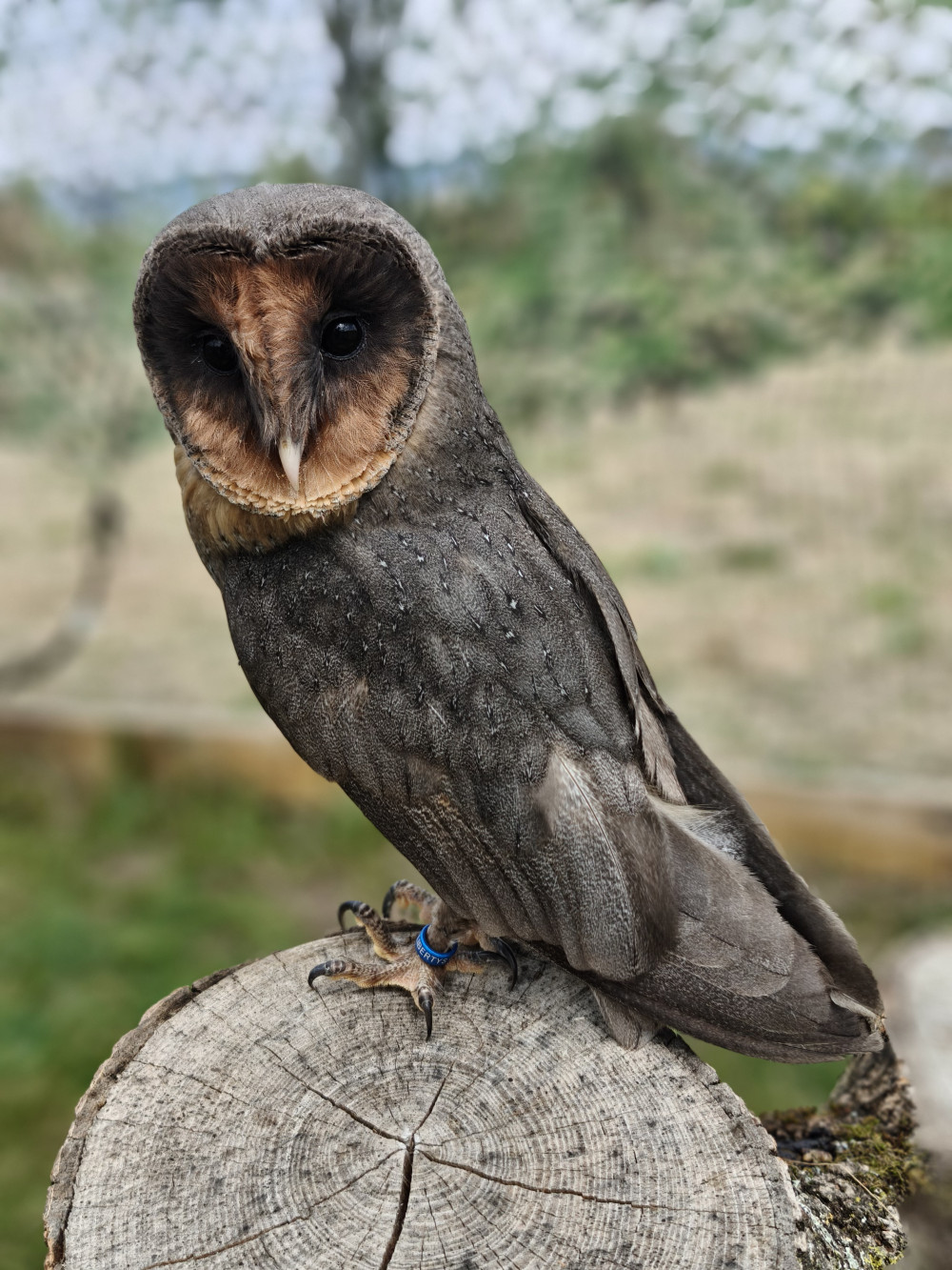 Marmite, the owl who grew to be brave. 
