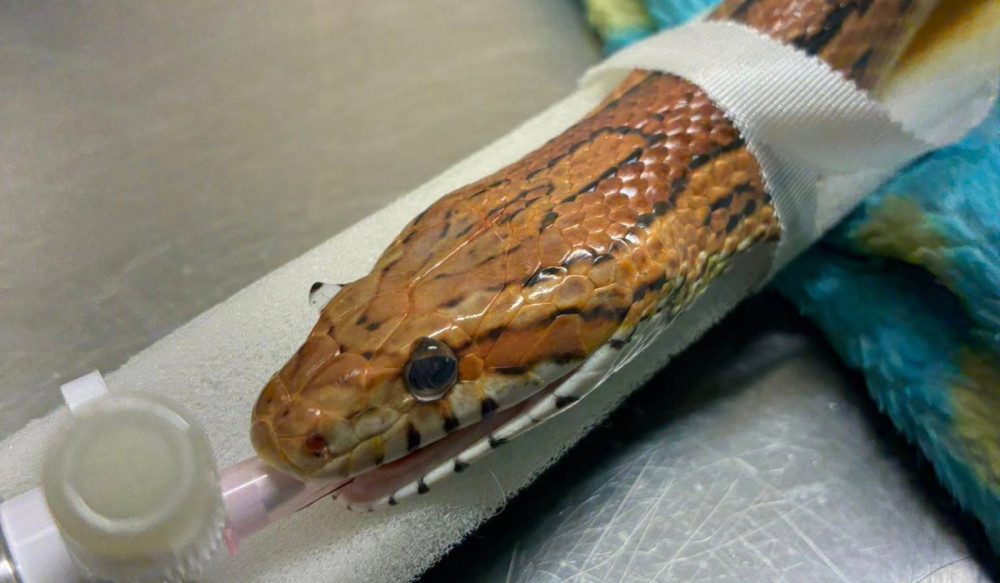 Congleton Veterinary Centre recently welcomed Belt, the corn snake (Credit: CVC)