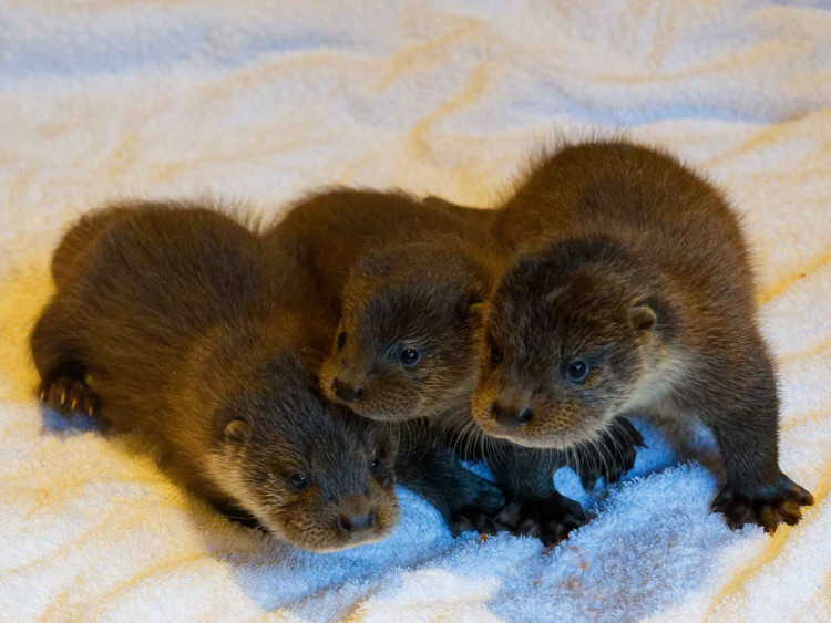 Snap, Crackle and Pop have been taken to a rehab centre (image by UK Wild Otter Trust)