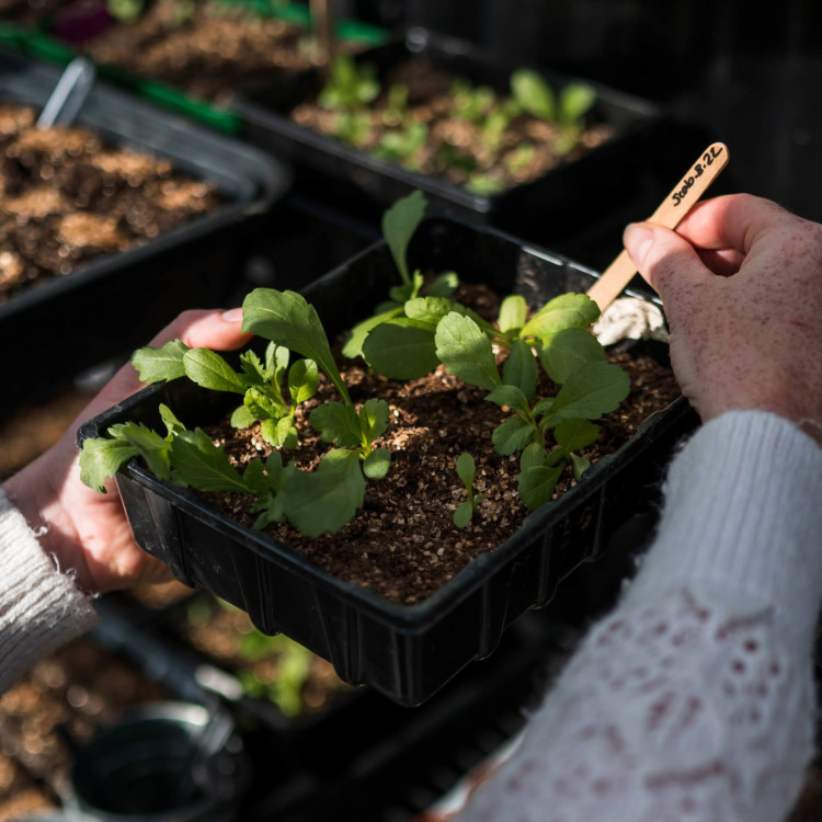 Seed sowing and growing cut flowers