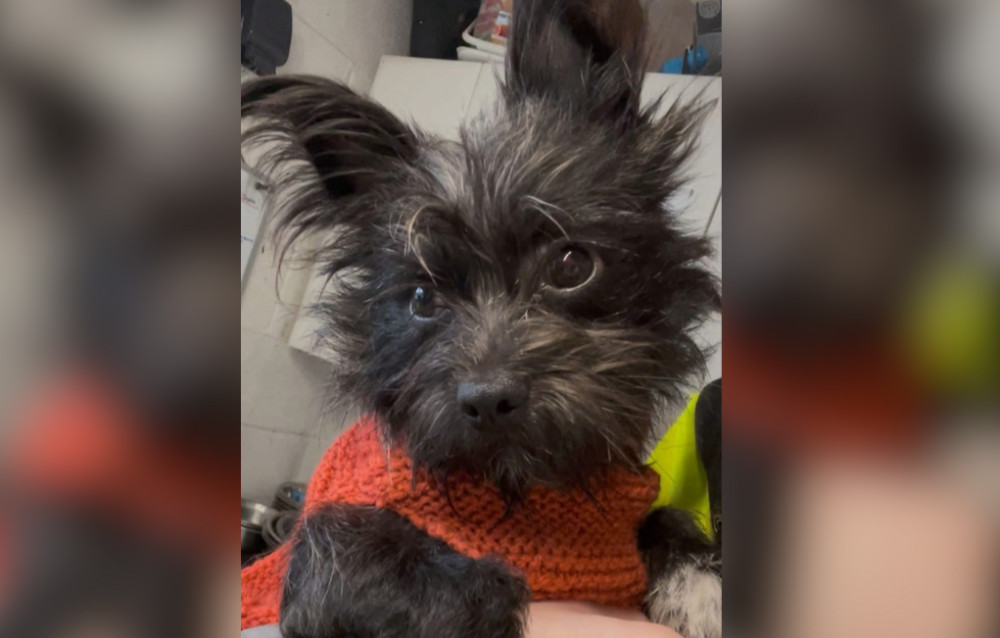 A local rescue dog has been named Twinkle by members of the public (image via Animal Lifeline)