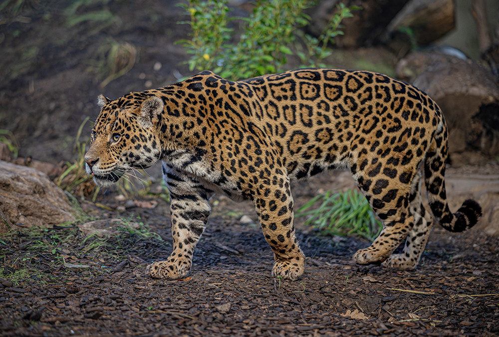 Wild jaguars typically live for around 12 years (Image via: Chester Zoo)
