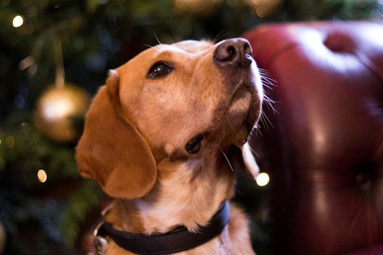 Dogs Trust Kenilworth has shared its eight top tips for dog owners this Christmas