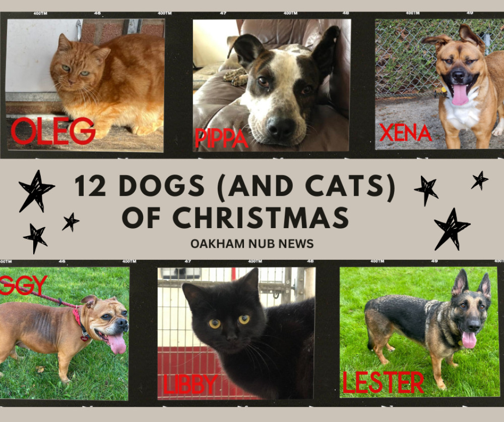 12 local dogs and cats looking for their forever home (Photo: Three Counties Dog Rescue)