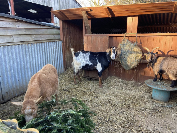 Rutland Farm Park are accepting donations for old real and artificial Christmas trees (Photo: Rutland Farm Park)