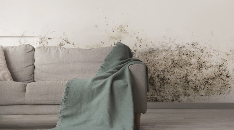 Tackling damp and mould is a key part of the council’s Tenants’ Charter.