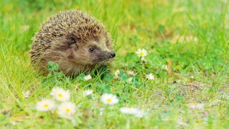 Hertfordshire Hedgehog 