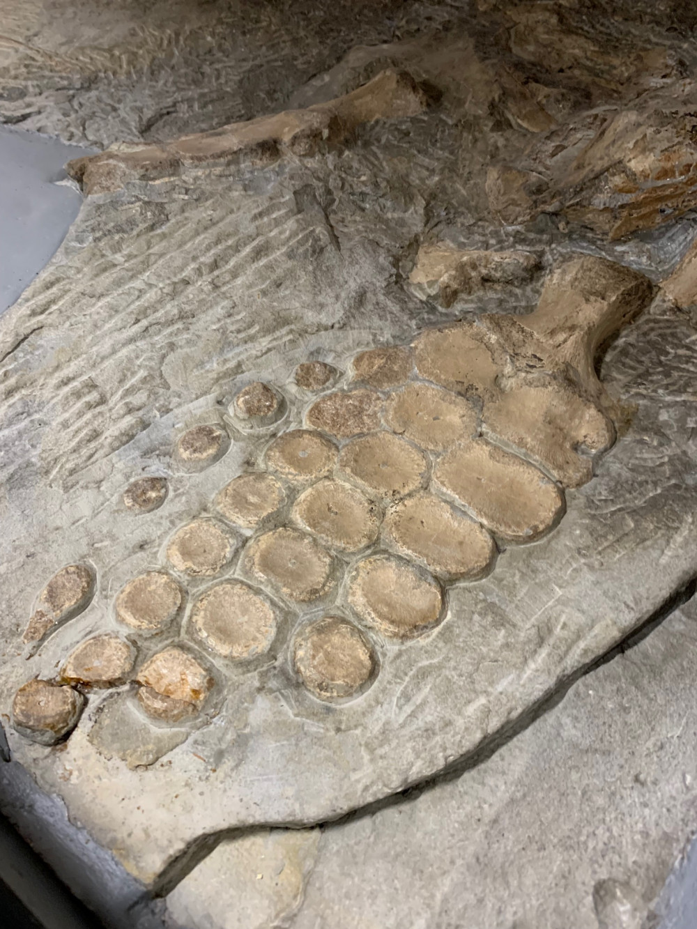 Behind the Scenes: Museum Collections Tours: Jurassic Monsters