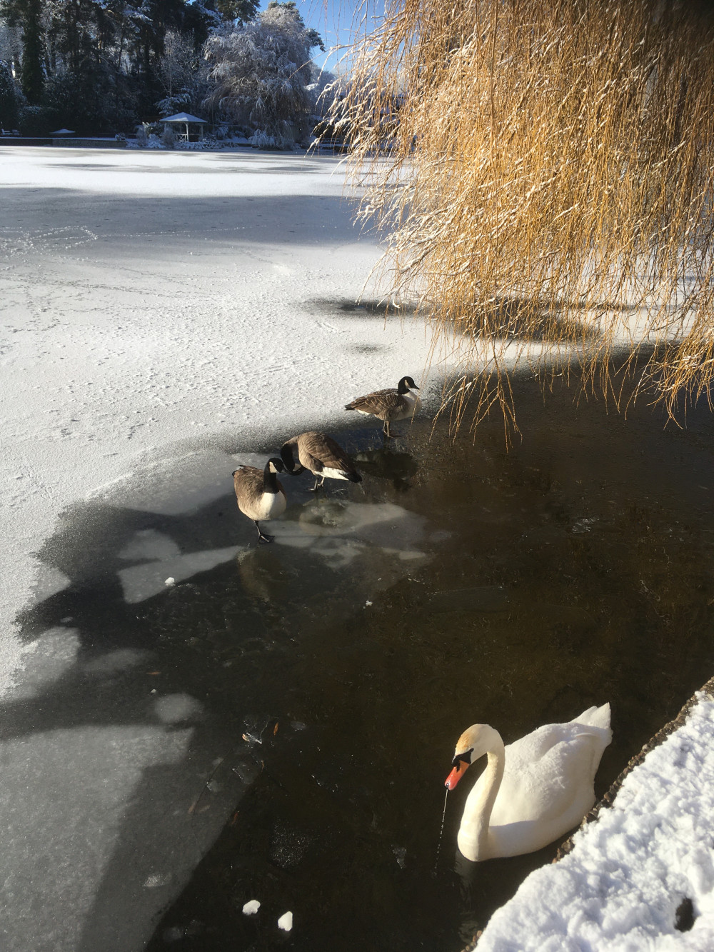 The only accessible water on the lake! (Photo: Kristin Hollmann)