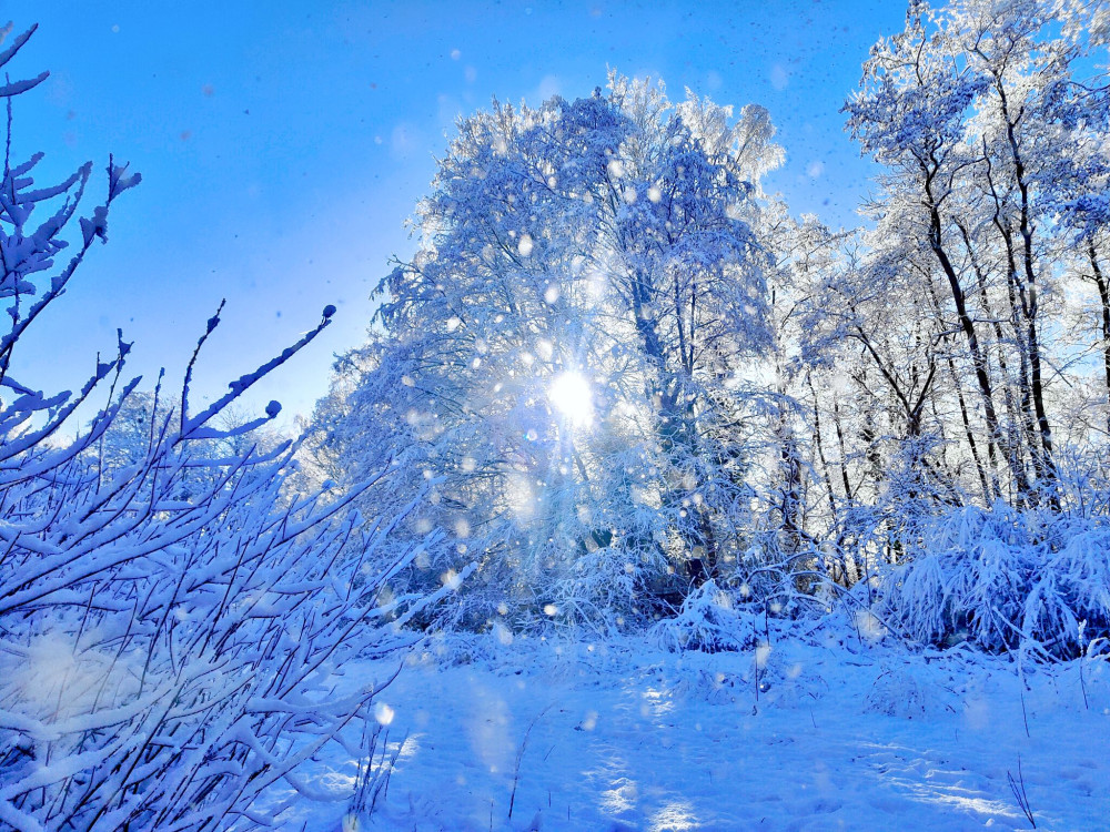 Cranberry Moss. (Photo: Jenny Beardmore)