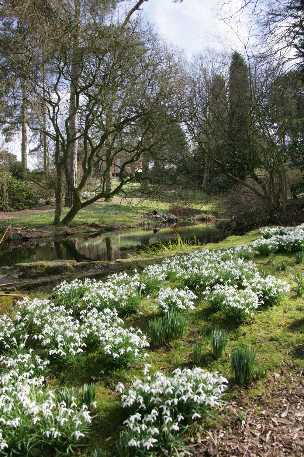Snowdrop Walk 2026