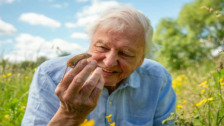 Sir David Attenborough's Wild London is now available (image via BBC)