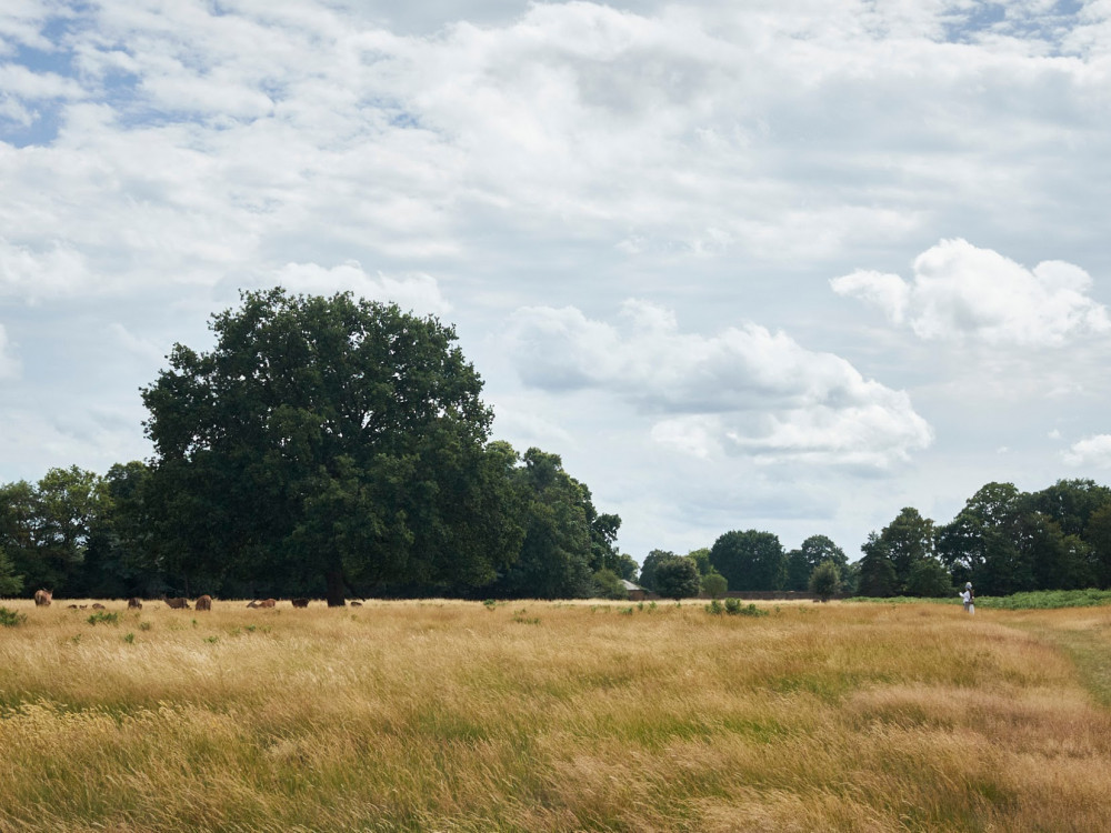 Parts of Bushy Park will be closed today due to high winds (Credit: Nub News)