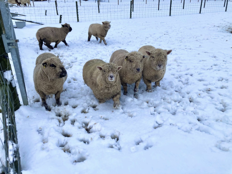 Snowy sheep (Photo: Melbourne Animal Farm)