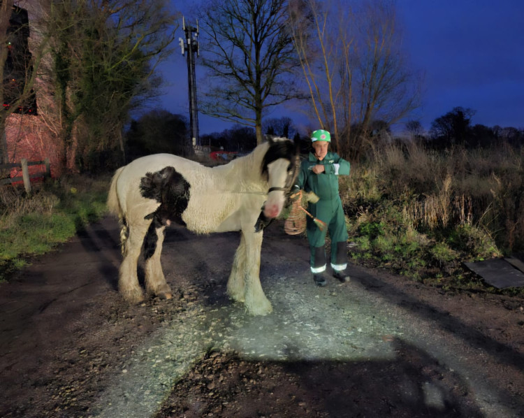 Firefighters removed a panel from a horsebox on the M6 yesterday to free Rodney after he had become trapped. (Photo: Cheshire Fire and Rescue Service) 