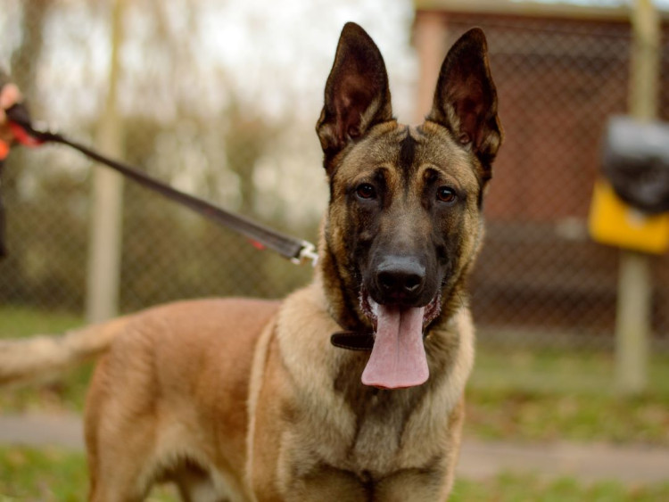 Gelert is looking for a new home (image via Dogs Trust)
