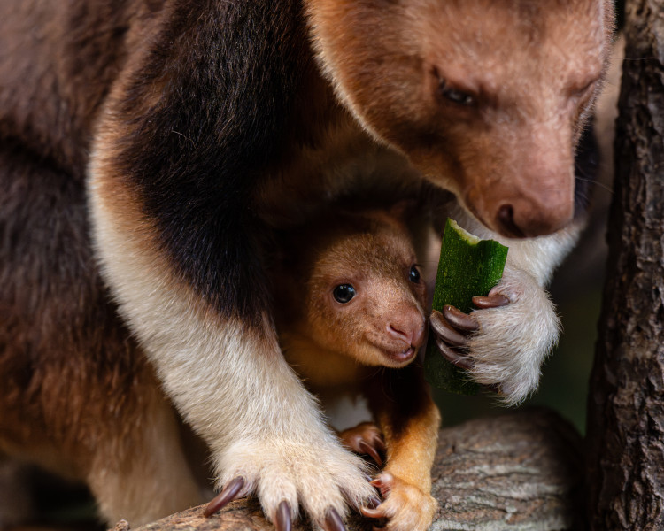 A rare Goodfellow’s tree kangaroo joey has emerged from his mother’s pouch at Chester Zoo (Image via: Chester Zoo)