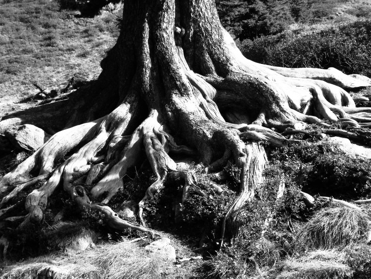 Trio Paradis Café Concert: Roots at St Thomas’s 