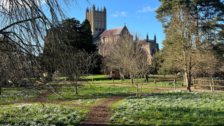 Snowdrop Month at The Bishop's Palace