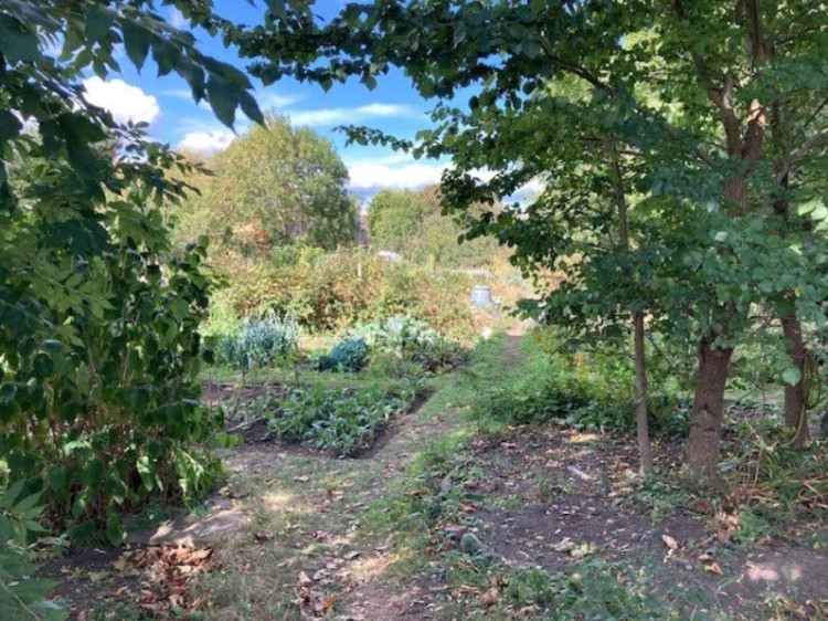 The Shacklegate Lane allotments have been there for around 100 years (Credit: The Teddington Society)