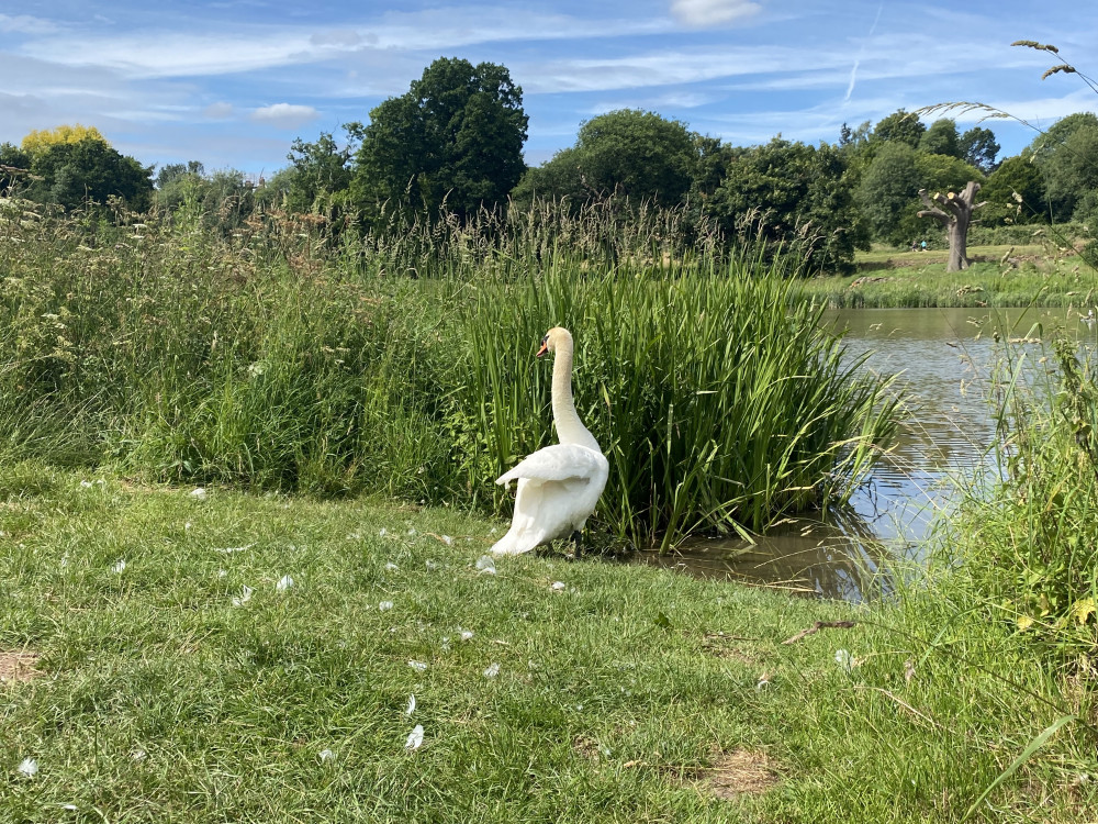 Locals have been worried about the swans and their cygnets in Abbey Fields (image by Nub News)