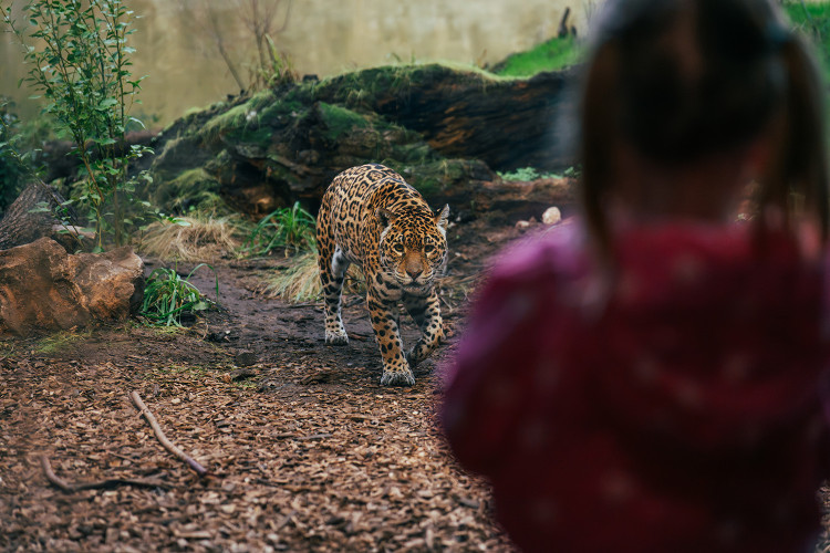 Adult entry to the zoo has been reduced to £25 for January (Image via: Chester Zoo)
