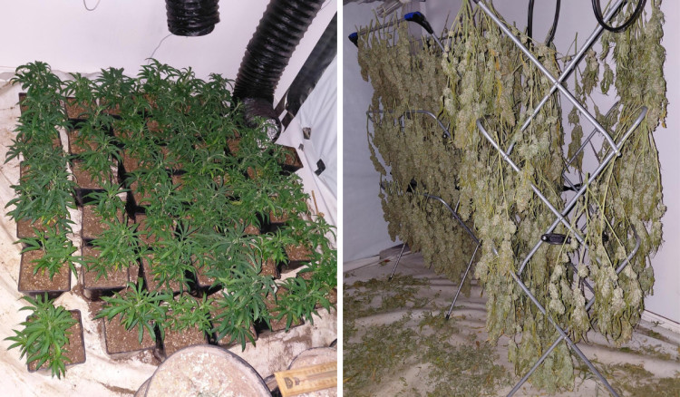 Police have shut down a cannabis farm discovered in Congleton (Credit: Cheshire Police)