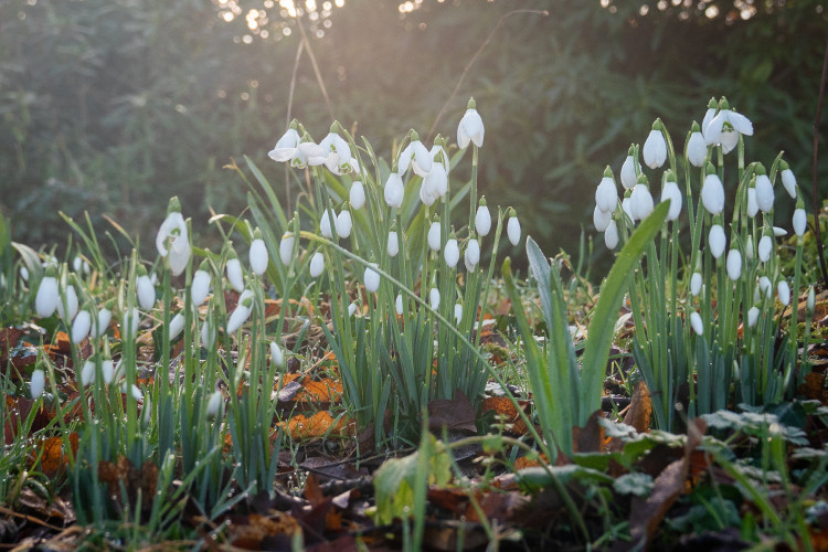 Snowdrops will be on display at Hill Close Gardens (image via SWNS)