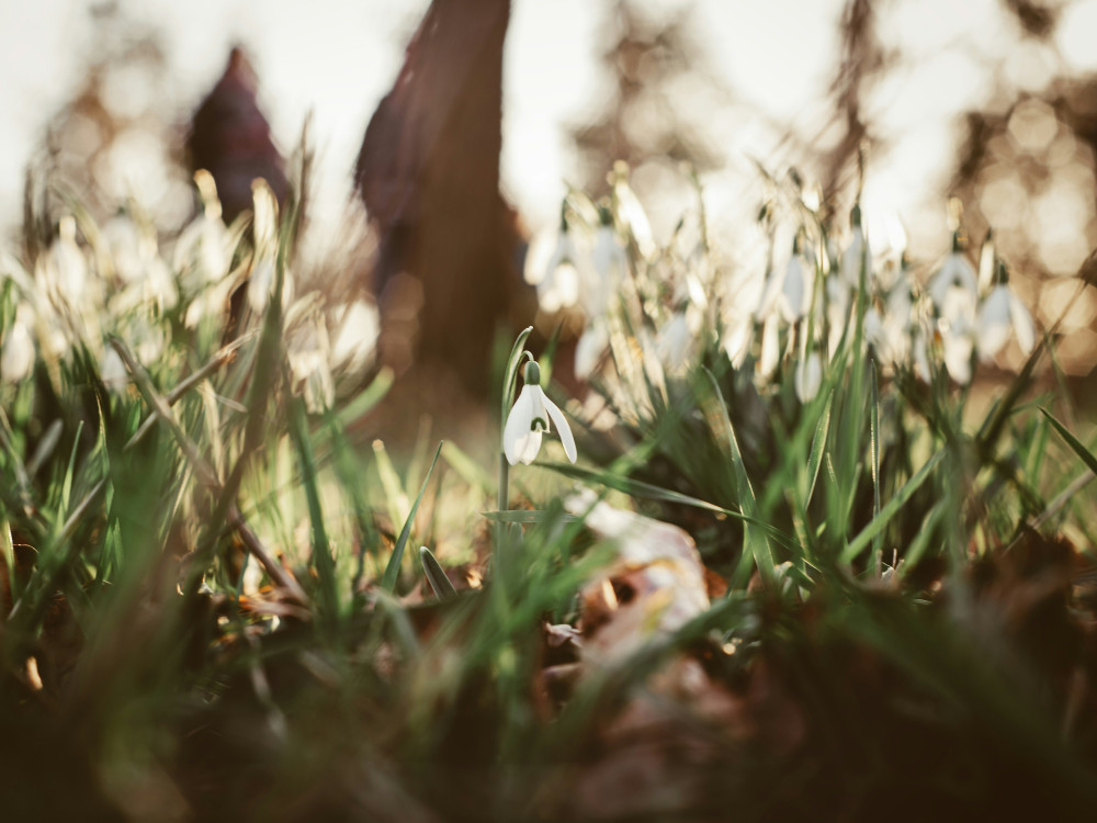 Somerset's new garden trail celebrates Snowdrop Festival's 10th year. (Unsplash) 