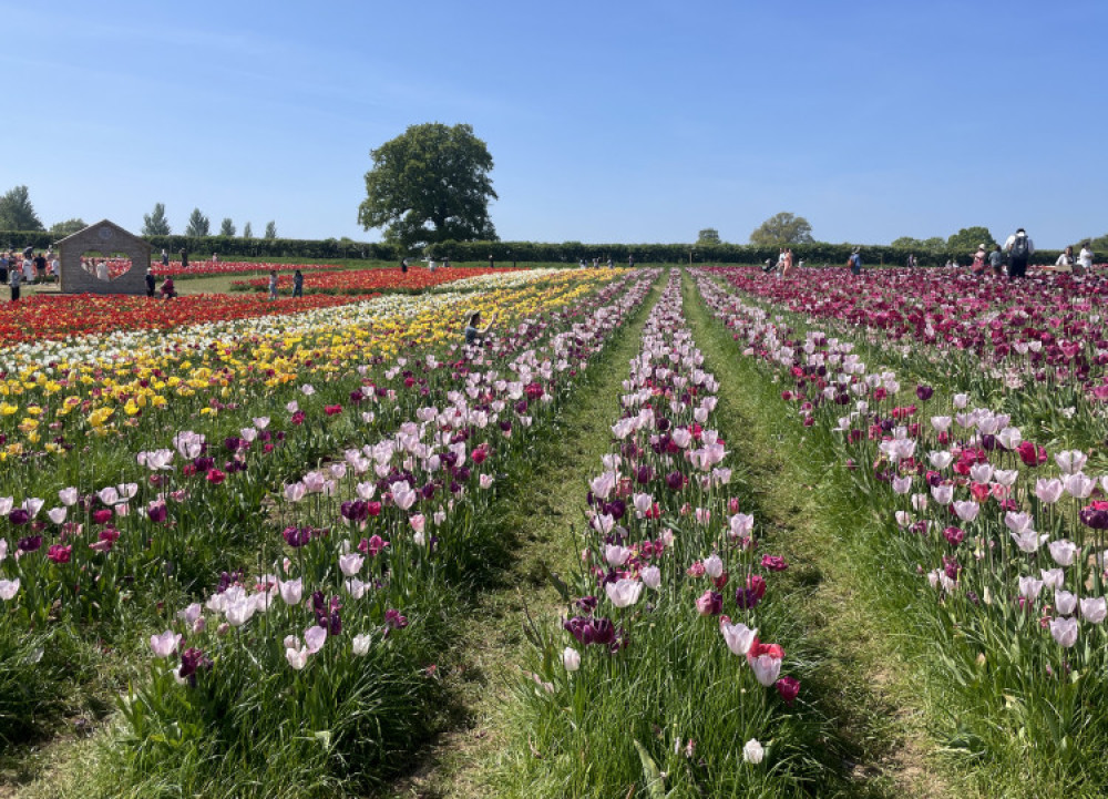  Tulleys Tulip festival comes to Warwickshire again this year (images by Nub News)