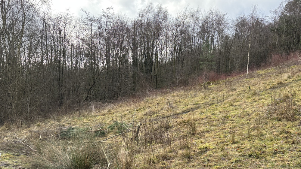 The volunteers are clearing open slopes to help the butterfly's primary food source, bird's-foot-trefoil, thrive (image via Nub News)