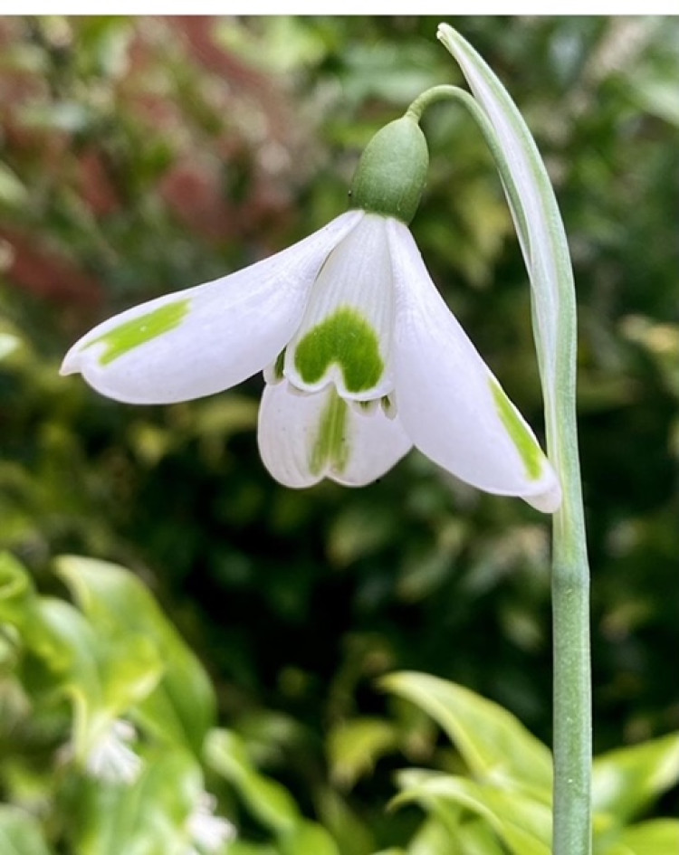 Rode Hall's annual snowdrop walks open this weekend. (Photo: Rode Hall)