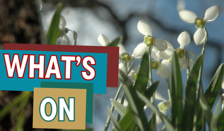The Snowdrop Walk launches at Rode Hall and Gardens on February 1 (Credit: Rode Hall)
