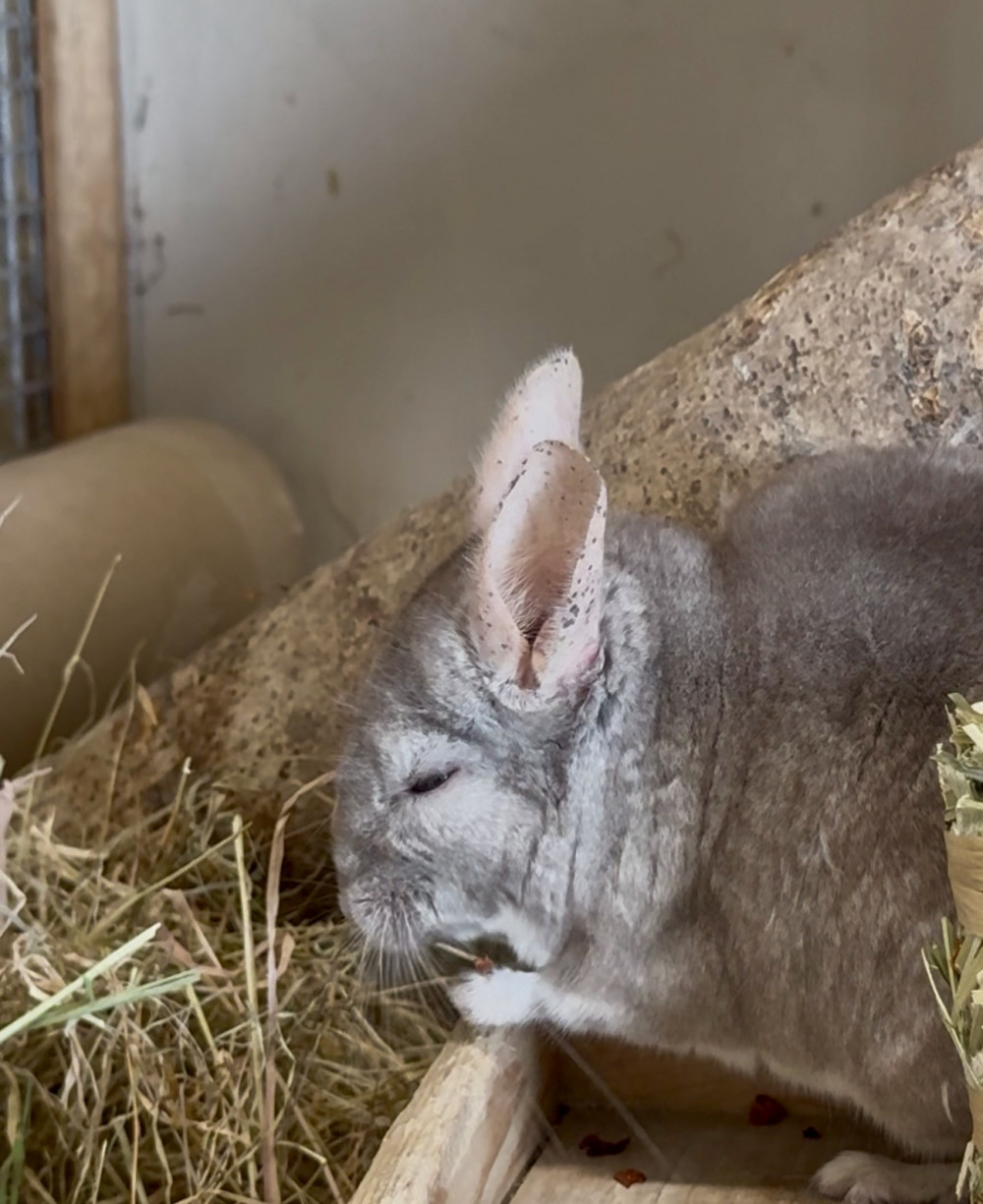 Hay Appeal Chinchilla