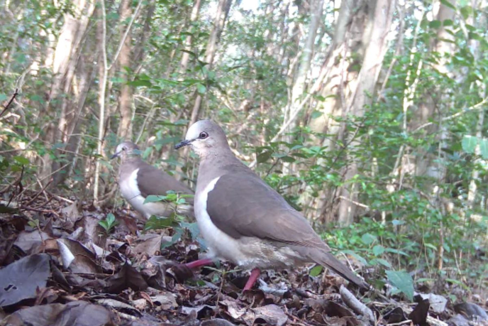 Exclusive only to the Caribbean island of Grenada, the dove faces multiple threats to its survival (Image supplied)