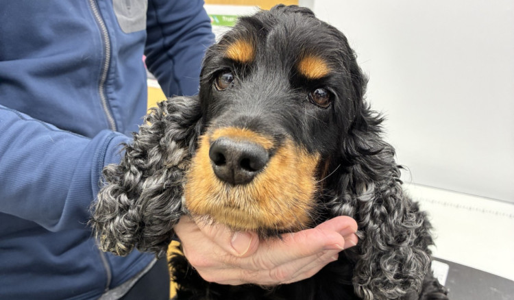 Dora was recently treated for a tail cyst at Congleton Veterinary Centre (Credit: CVC)
