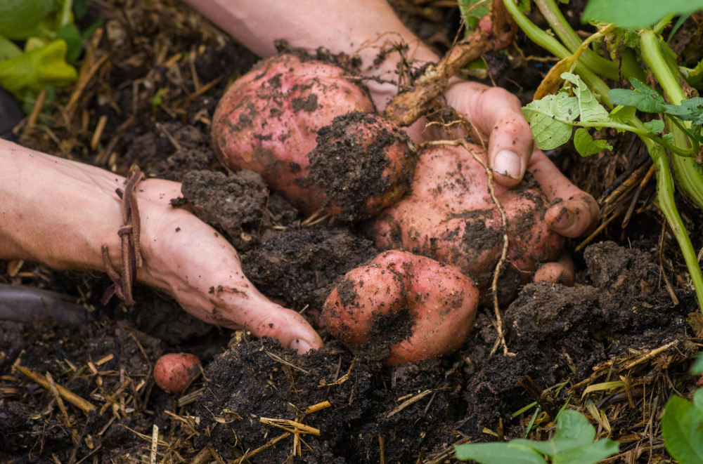 Discover a vibrant week in Shepton Mallet, from Baroque concerts and garden events to quizzes and live music, with activities continuing into February.