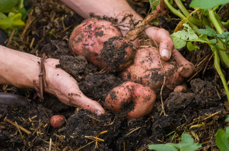 Discover a vibrant week in Shepton Mallet, from Baroque concerts and garden events to quizzes and live music, with activities continuing into February.