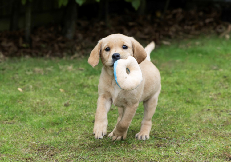 An eight-week-old yellow guide dog pup carries a soft toy donut on the grass (image supplied)