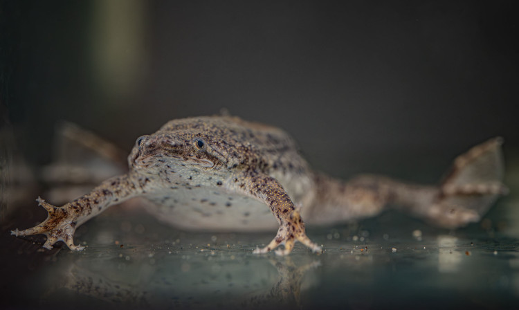 Surinam toads are famous for their distinctive reproductive process (Image via: Chester Zoo)