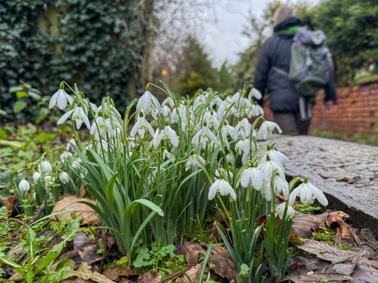 Snowdrops pushing through the ground on Monks Lane in Nantwich (Photo: Jonathan White).