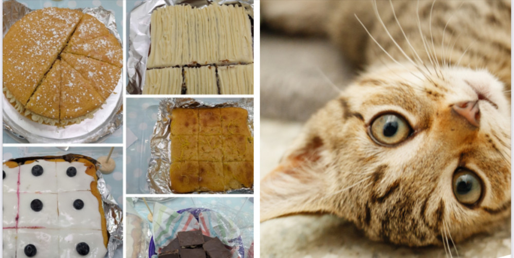 Cats Protection Coffee Morning